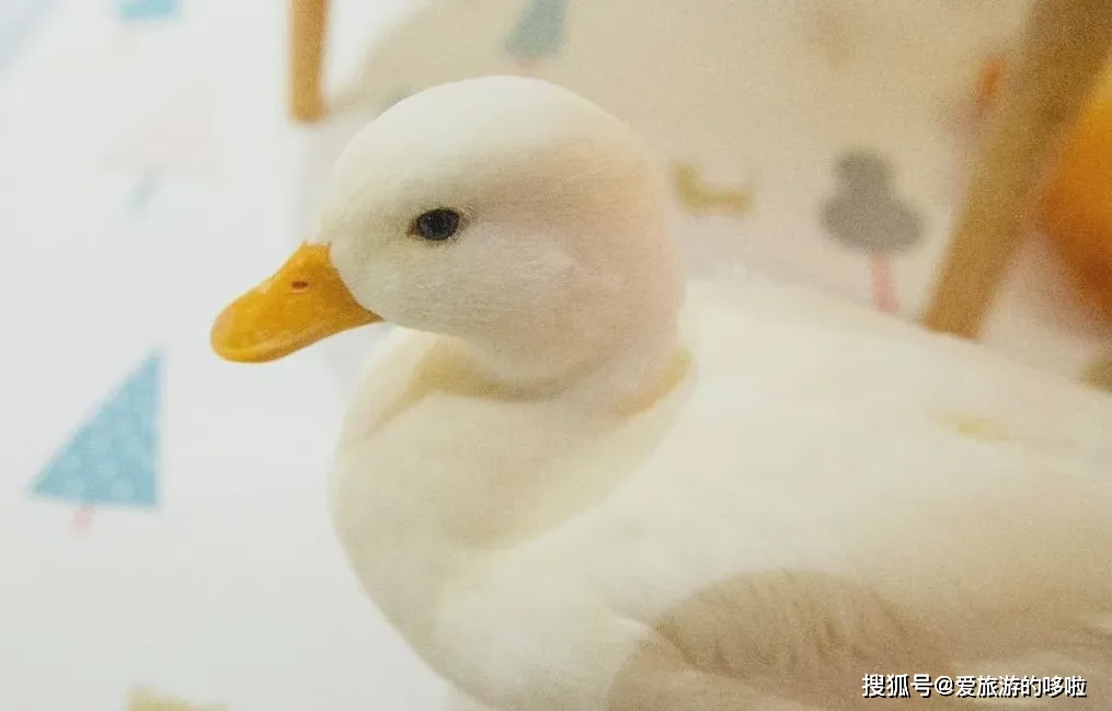 kfc鍏,kfc鍏鍜栧暋