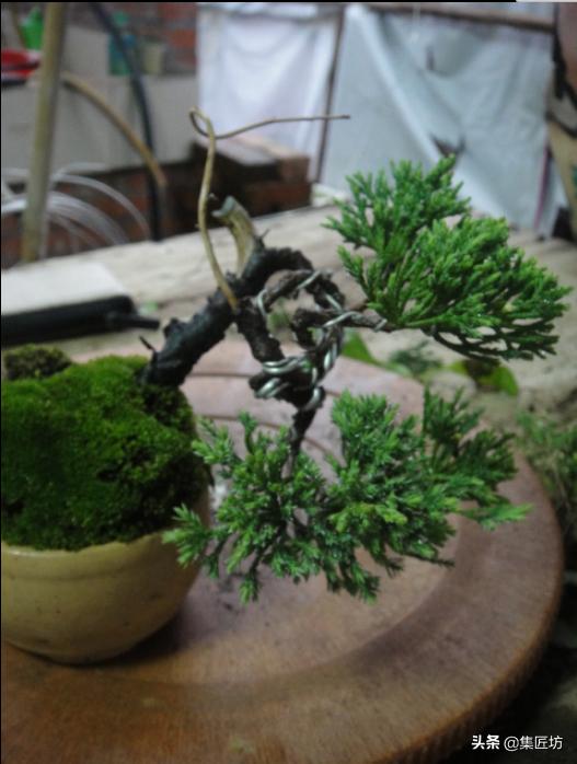 盆景干枯舍利制作,舍利干桩盆景图片