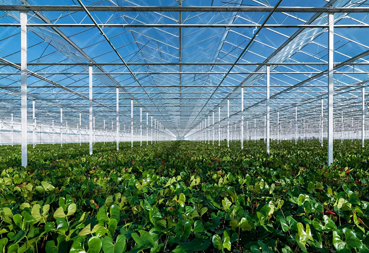 上海花博会讲解,上海花博会有什么