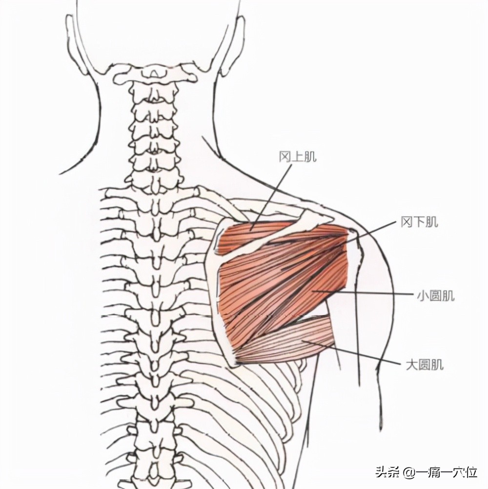 肘关节和肩膀疼痛缓解,肩膀胳膊肘疼痛一招搞定