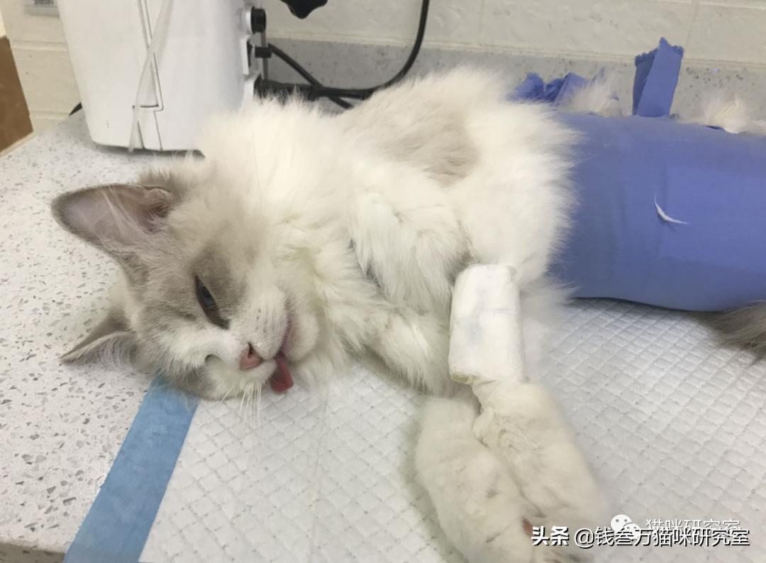 猫咪绝育生化检查坑人套路,猫绝育手术后的注意事项
