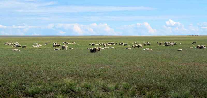 魂牵梦萦呼伦贝尔大草原,魂牵梦萦的呼伦贝尔大草原