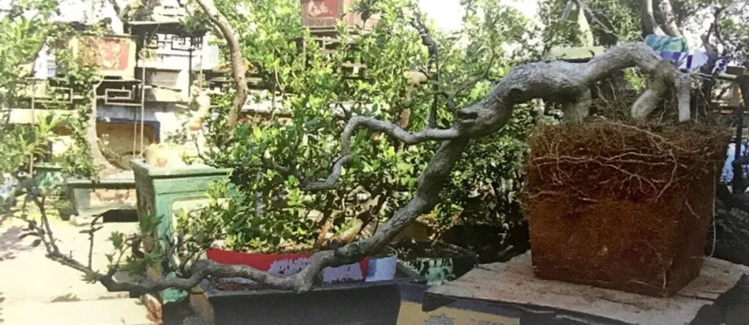 悬崖式老桩盆景,悬崖式盆景造型详解