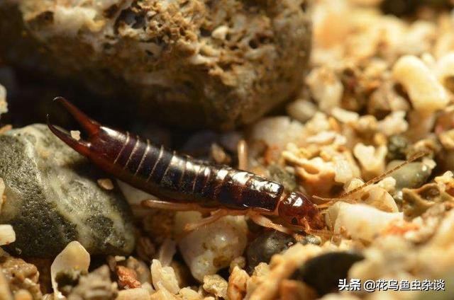 狗狗吃虫子会变傻吗,狗狗吃了很可怕的虫子