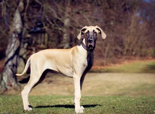 如何解决狗狗不爱吃狗粮的问题,狗狗不怎么爱吃狗粮有什么办法