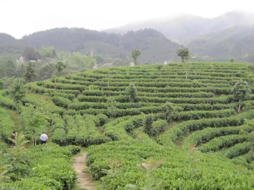 好喝的红茶茶叶推荐一下,想要高品质的茶叶