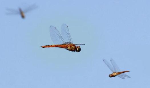 蜻蜓是捕猎成功率最高的猎手,捕捉猎物成功率最高的猫