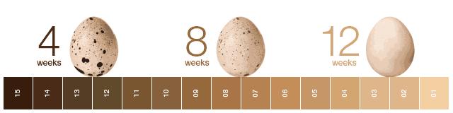 陈乔恩金箔面膜,陈乔恩皮肤真好