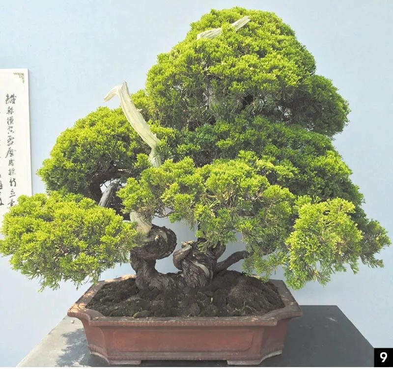 盆景修行,学习盆景技术最好的书