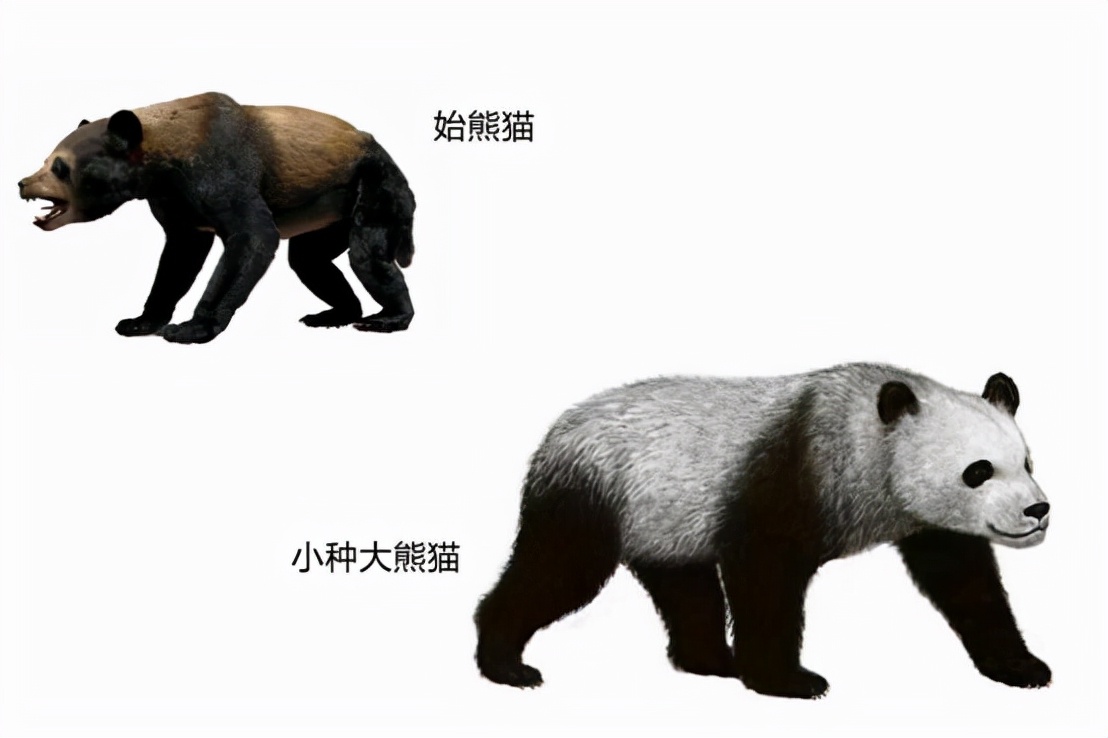 熊猫为什么黑白相间是为了伪装,熊猫为了躲避饲养员伪装成蒲公英