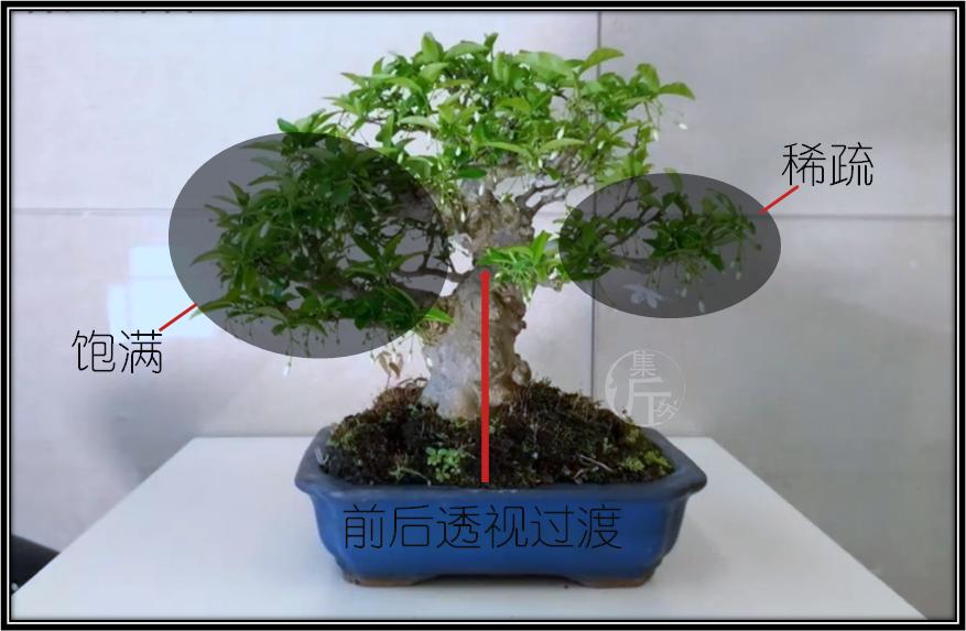 腊梅鸭脚木盆景图 (适合北方室内养的杂木类盆景)