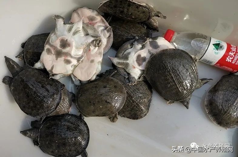 甲鱼养殖致富历程,甲鱼养殖致富