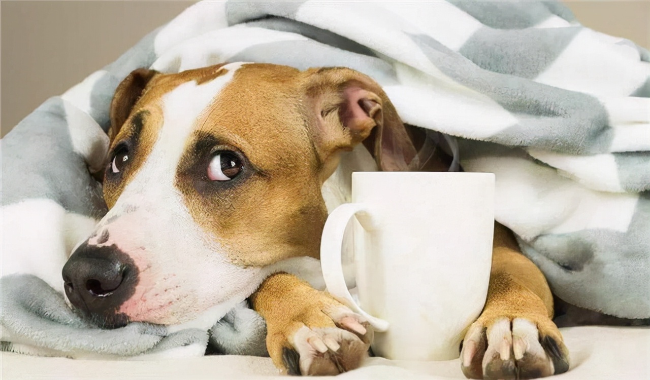 春季狗狗常见疾病,狗狗要怎么预防肠道疾病