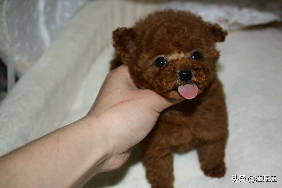 判断泰迪智商测试,如何判断泰迪聪明程度