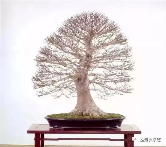 日本黄金光叶榉盆景 (日本风神盆景图片)