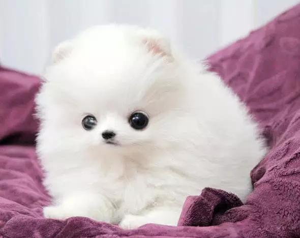 45种狗狗,45种狗狗很难得一见你认识几种