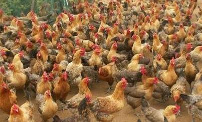 鸡瘟不可怕有一种中药帮你搞定,怎样用中药预防鸡瘟