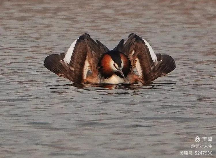 凤头鸊鷉粤语,斑头雁飞得最高的鸟