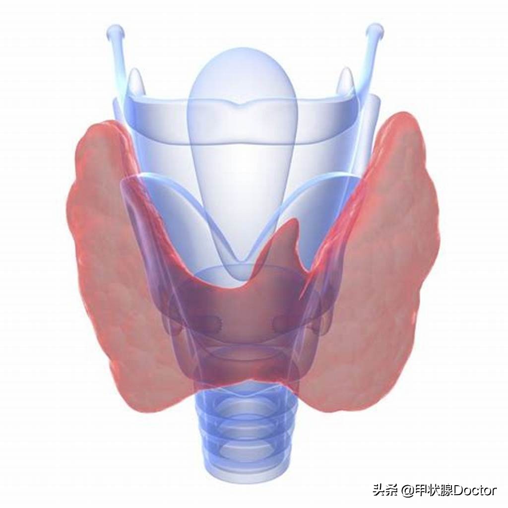甲状腺没有了有什么后果,甲状腺没了人生真的不完整了吗