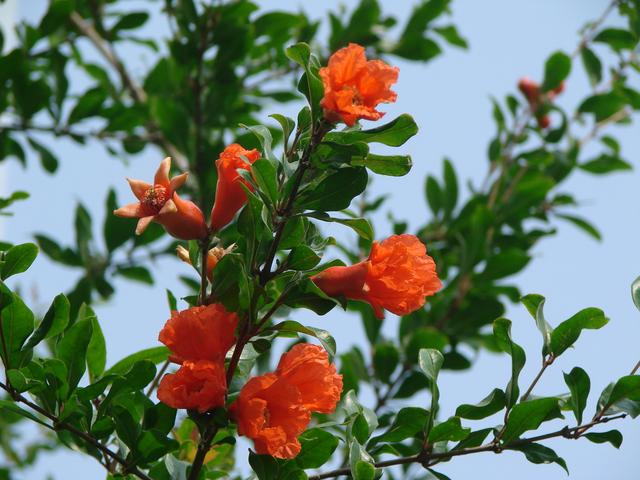 怎样拍石榴花更好看,石榴花获奖摄影作品欣赏