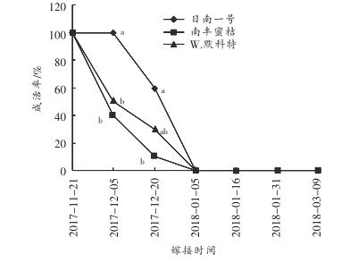 柑橘嫁接成活接穗处理,嫁接柑橘的接穗如何选择视频