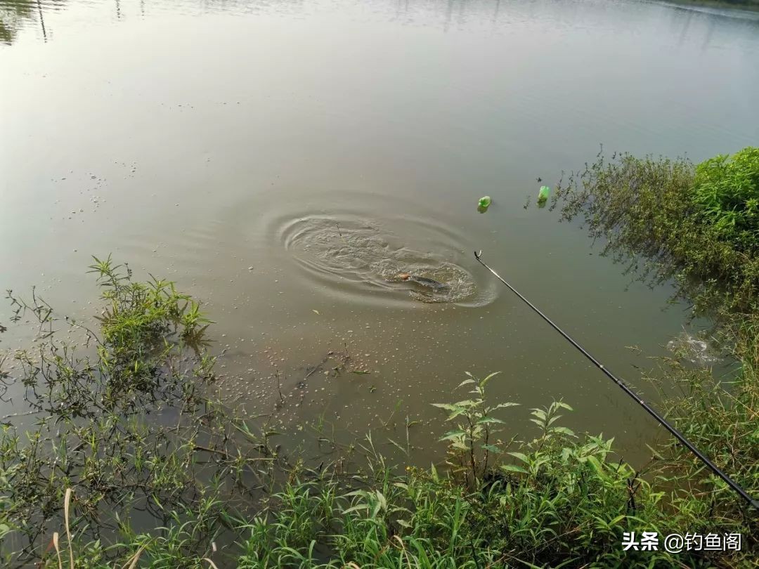 可视鱼钩单钩与双钩哪个中鱼率高,鱼钩单钩与双钩哪个中鱼率高