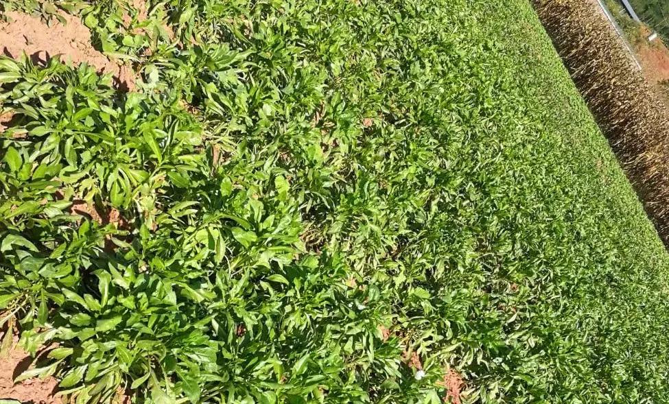 创业故事分享卖花,创业故事茶叶