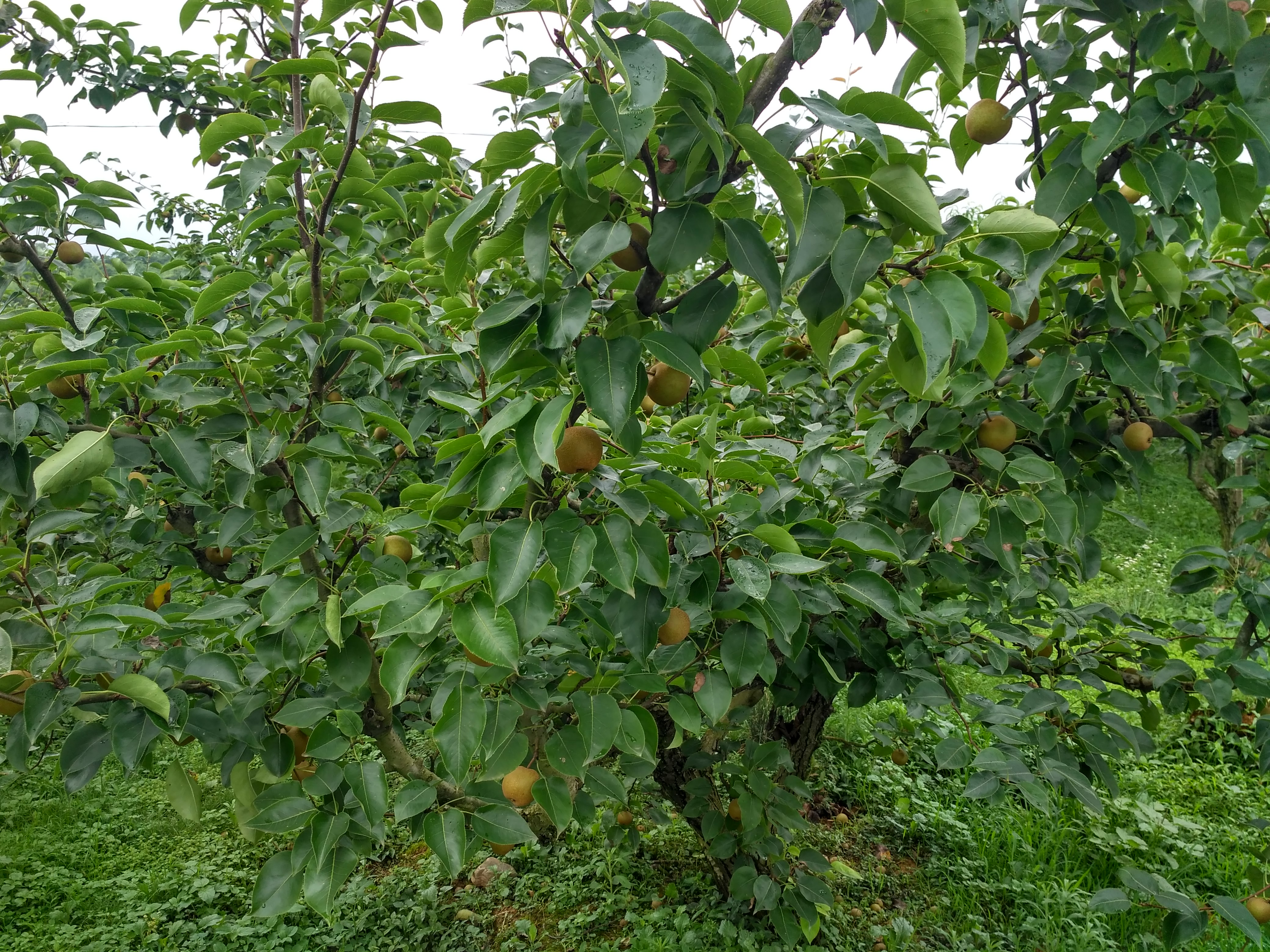 齐春生态园大概花多少钱,贵池齐春生态园