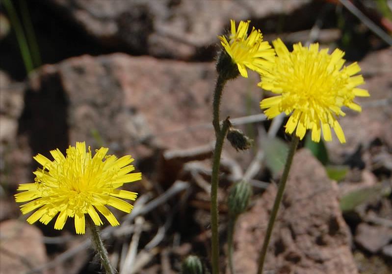 什么花适合送生日花,你的生日代表的花朵及寓意图片