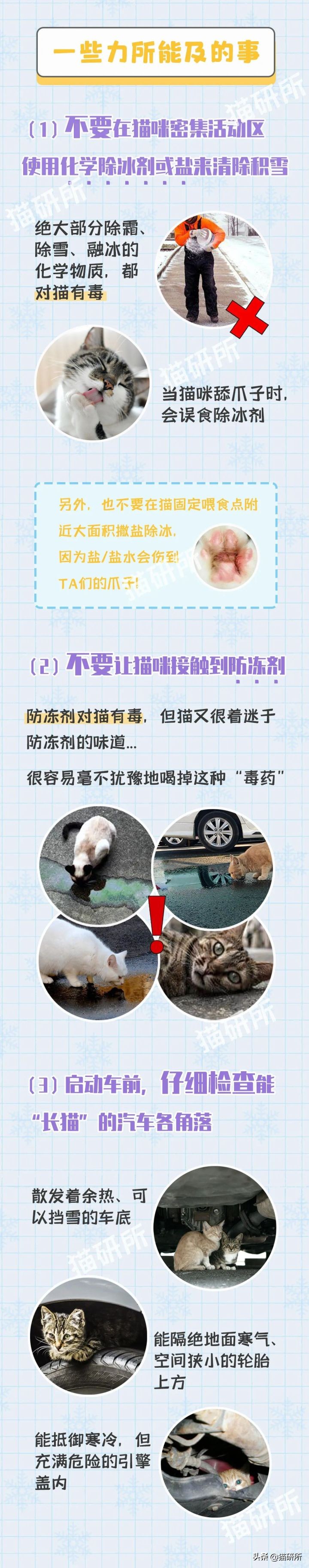如何帮流浪猫度过冬天,怎么帮流浪猫过冬