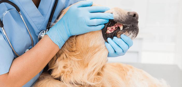 狗狗口臭怎么办该怎样消除,狗狗口臭严重怎么办该怎样消除