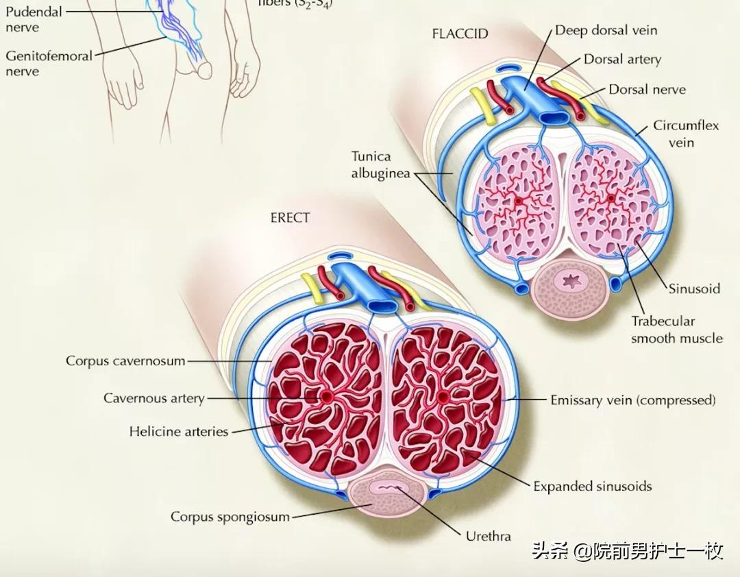 男性尿道损伤哪几种,男性尿道损伤怎么解决