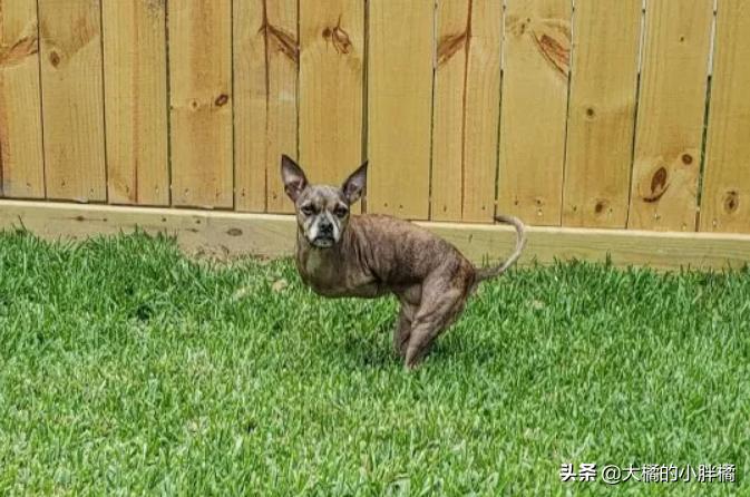 小狗如何训练小狗学走路,大狗教小狗站起来