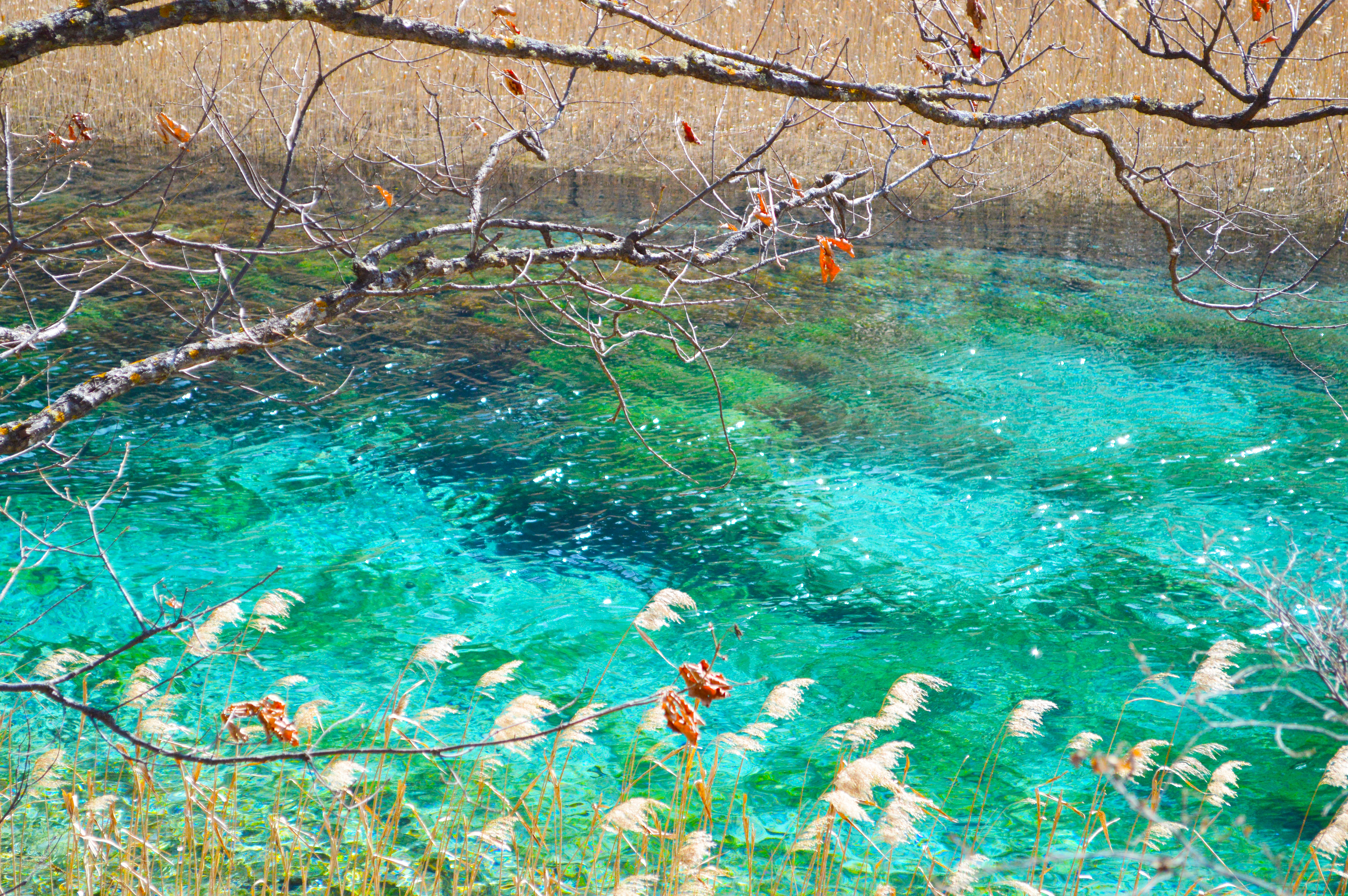 九寨沟震后最美景点开放了吗,九寨沟地震珍贵景点