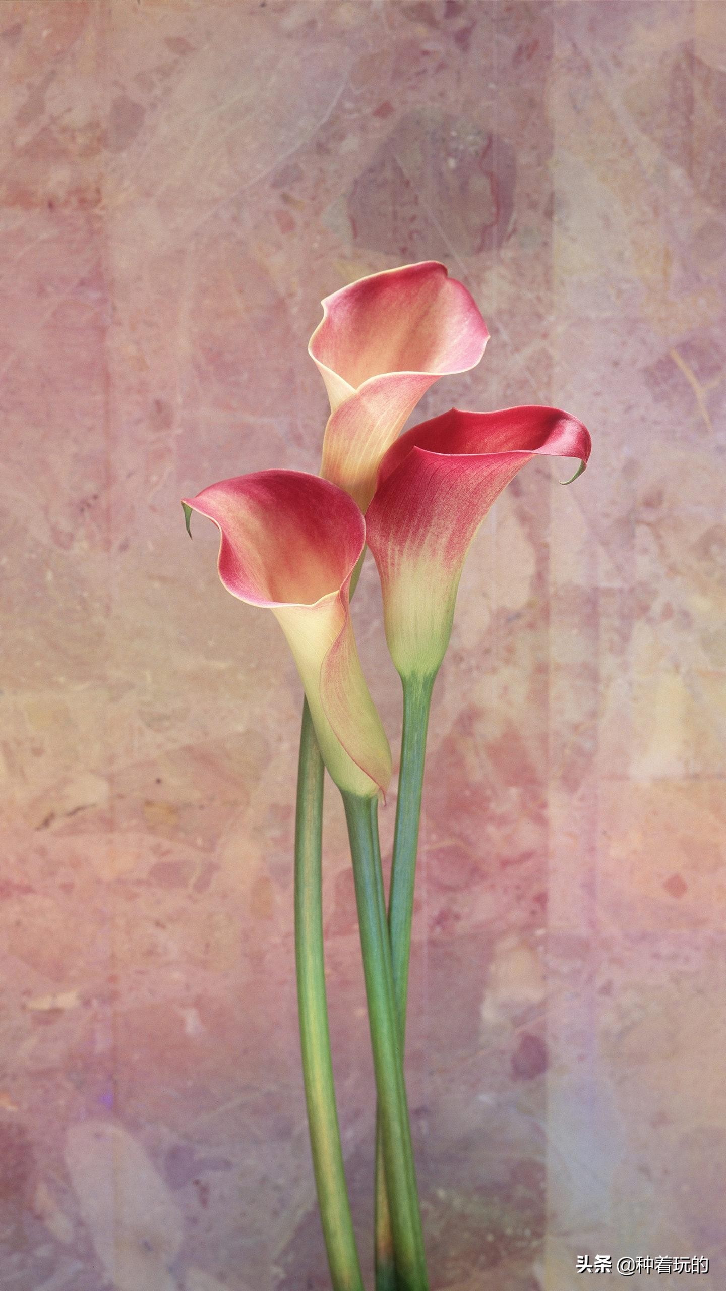 纯洁优雅的少女绽放的马蹄莲从天降落的圣光你心动了吗