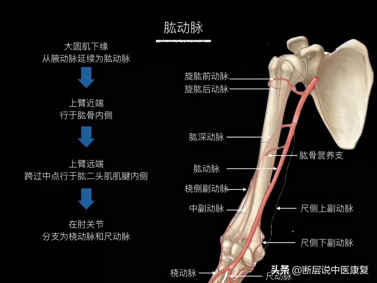 手臂人体解剖图讲解,手臂上举3d肌肉解剖讲解