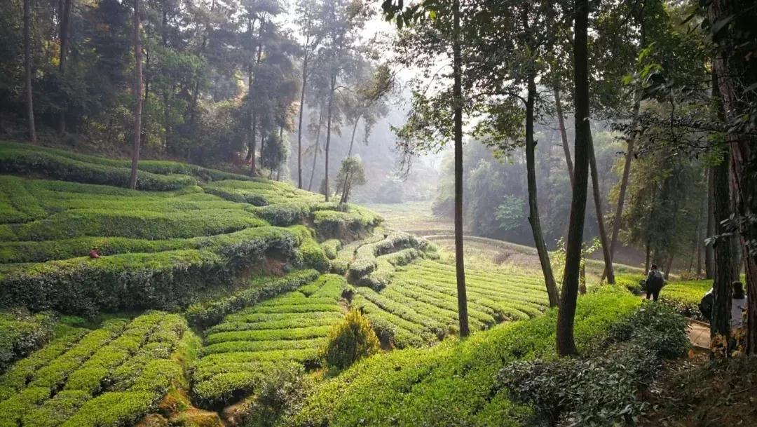 成都周边春季徒步旅游攻略,成都森林徒步旅游攻略