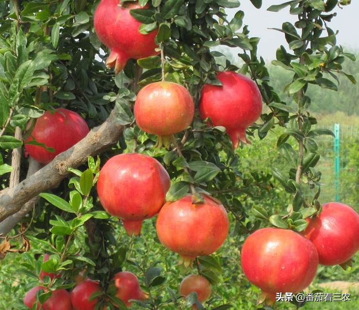 石榴防钻心虫,石榴钻心虫防治最佳时间