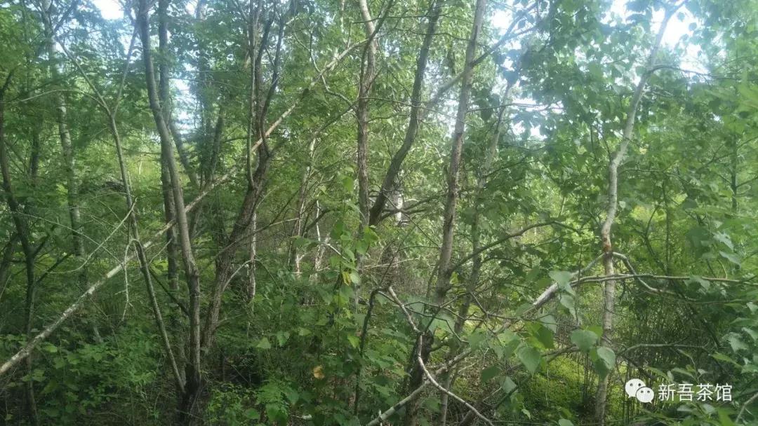 见证一下一只羊是怎么被吃光的,一只羊到底怎样