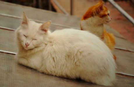 猫咪经常流泪是什么原因引起的？常见的猫咪眼部疾病有哪些？