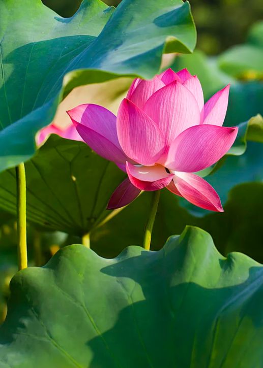 荷花古诗词鉴赏,映日荷花别样红中荷花的特点是