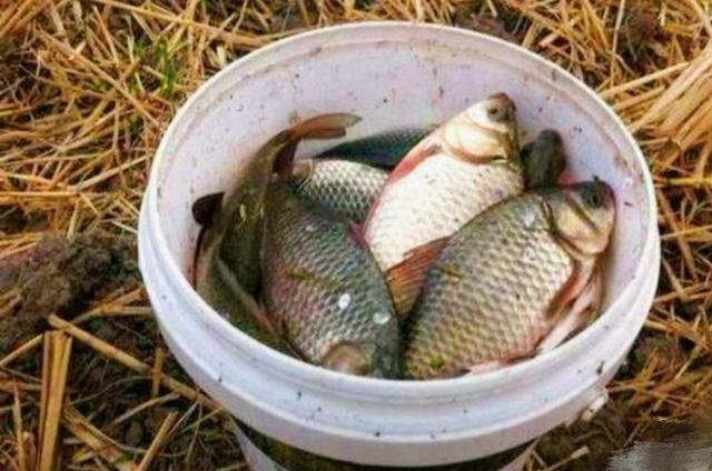 大板鲫钓了一尾又一尾,钓大板鲫公认最好活饵