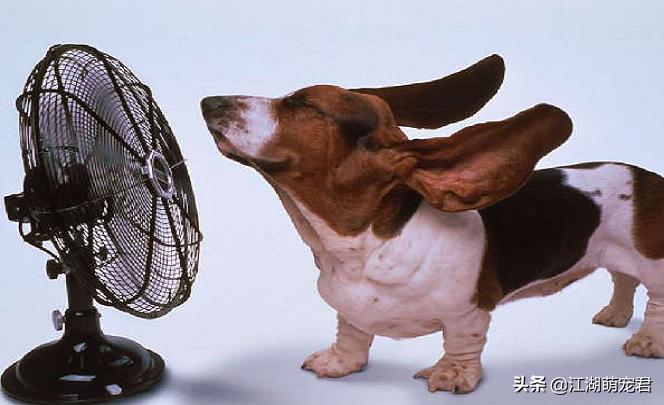 狗狗在夏天必须注意的五个小心,狗狗感到热的时候会怎么样