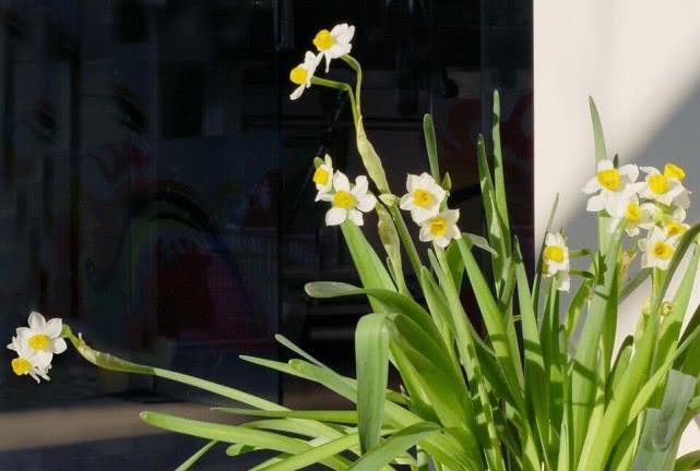 毒花致面部烧伤,女学生被毒花感染