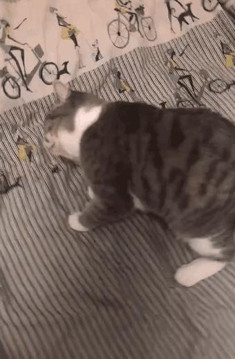 猫咪歪头会死吗,猫咪歪头是耳螨还是中耳炎