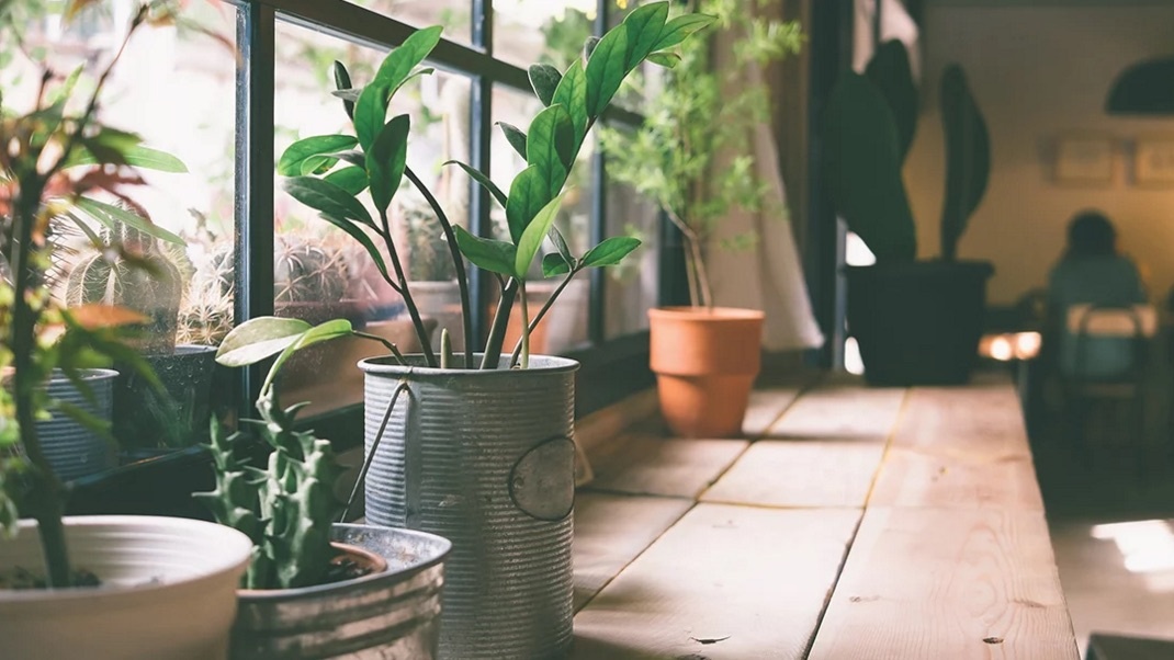 放一屋子绿植除甲醛有用吗,多放绿植可以除甲醛吗