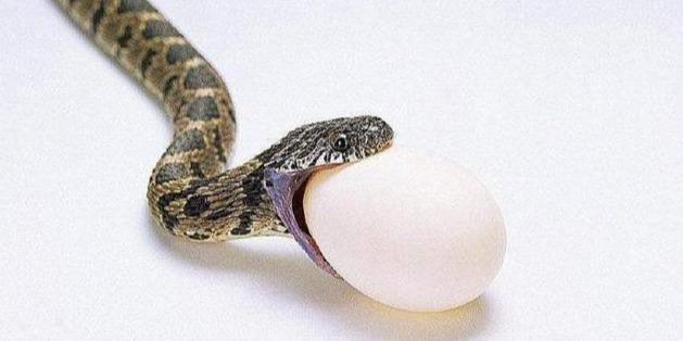 “憨憨”蛇将尾巴当美餐吞掉，这不是饿昏眼，有可能是吃饱了撑的