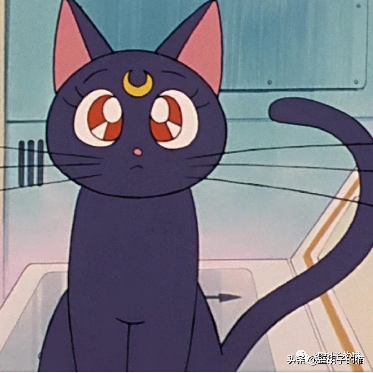 「歪胡子的猫」盘点中美日动漫中的猫咪现实中的样子