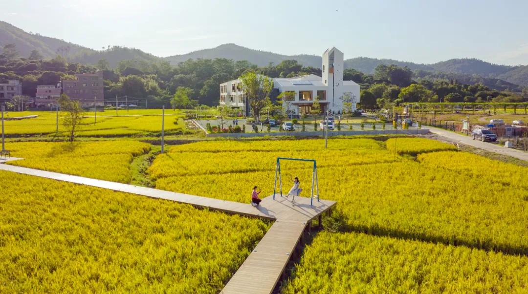 惠阳的稻田,惠阳稻田美景
