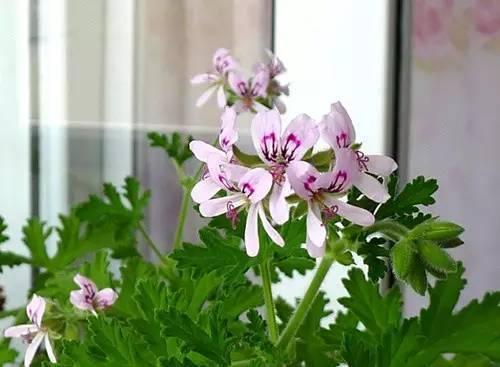 哪些花比较好养又不容易生虫,什么花不爱生虫生病好养